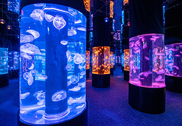 浩海立方・探游館｜2小時夢幻體驗門票 (含水母實驗室)